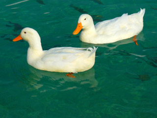 Two white ducks floating in green water